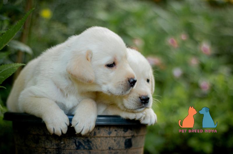 Two cute white Labrador Retriever puppies sitting in a planter, representing Labrador Retriever puppy price and ownership costs