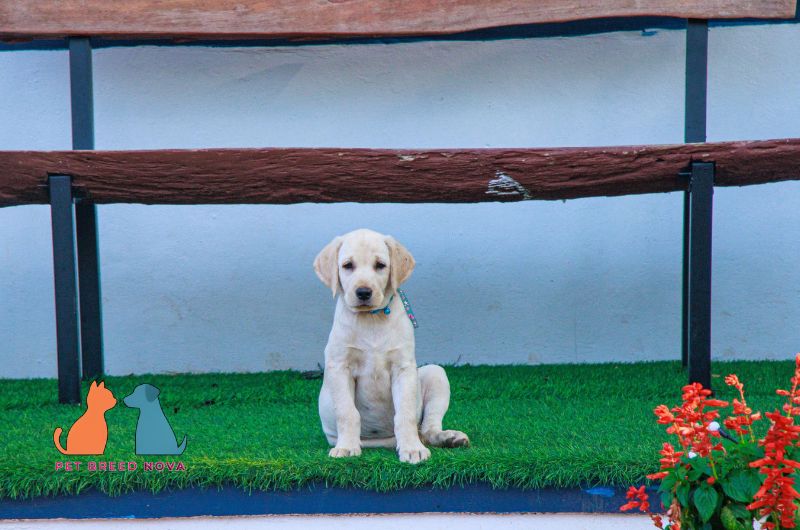 A lonely white Labrador Retriever puppy sitting under a wooden bench, highlighting adoption and rescue options