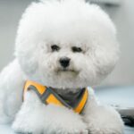 A fluffy white Bichon Frise dog wearing an orange harness, sitting indoors.