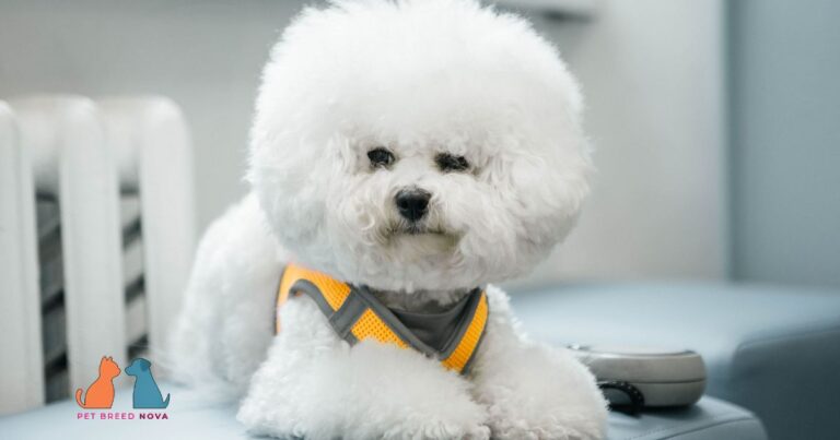 A fluffy white Bichon Frise dog wearing an orange harness, sitting indoors.