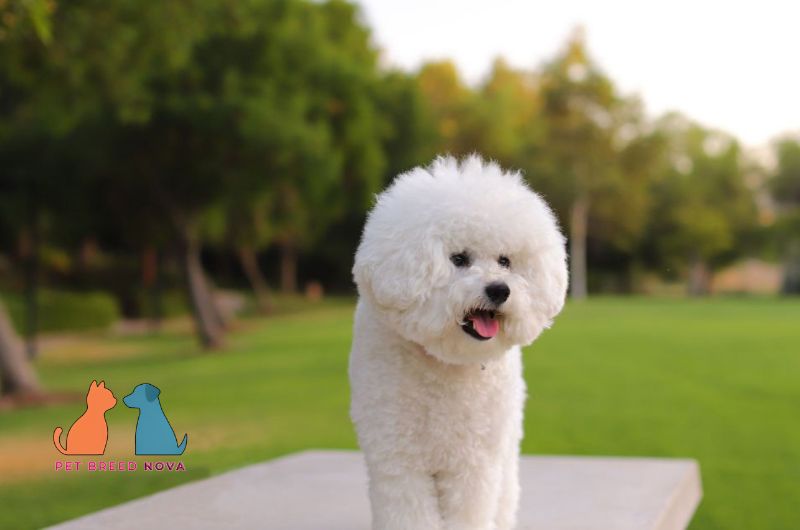 A beautifully groomed white Bichon Frise dog standing in a park, showing Bichon Frise characteristics and appearance.