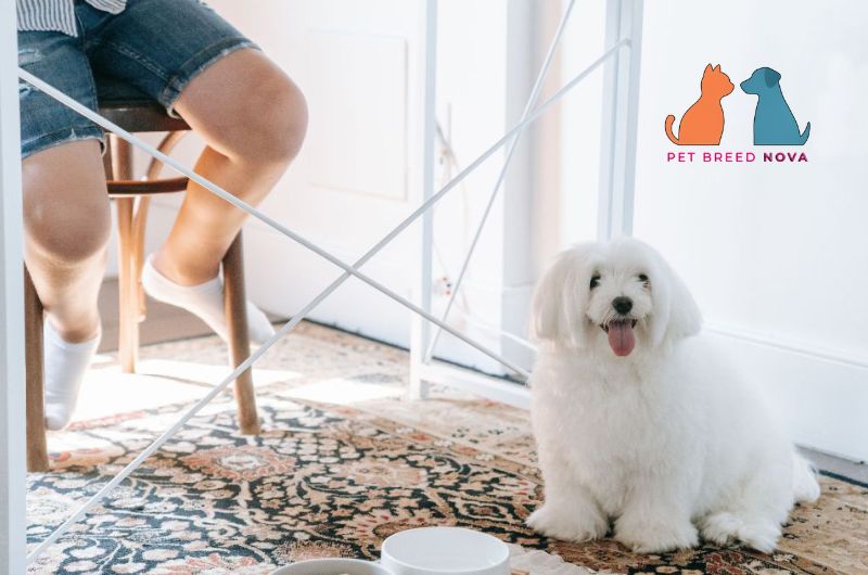 A happy white Bichon Frise dog sitting next to food bowls near a dining table, showcasing bichon frise diet and nutrition.