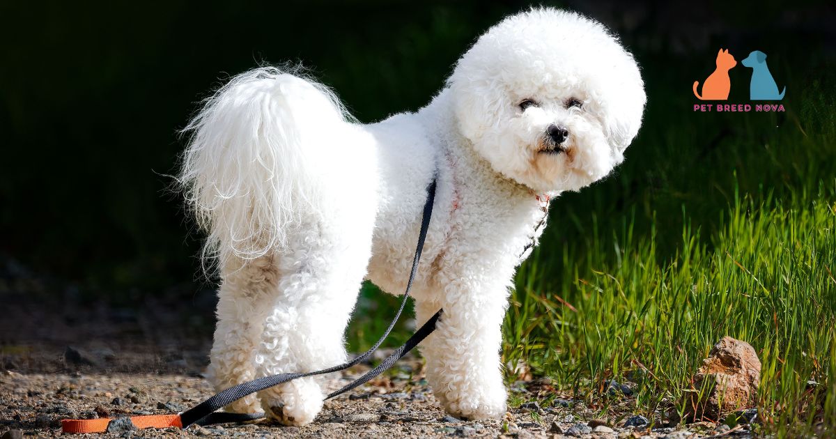 Bichon Frise Grooming and Coat Care