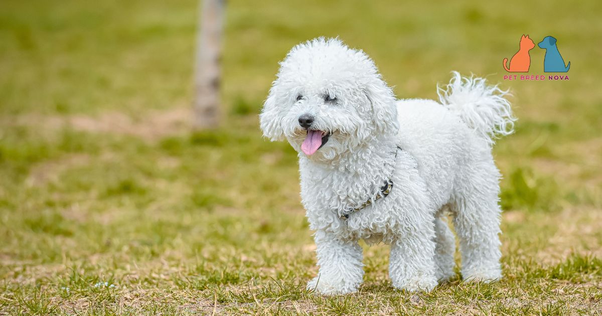 Bichon Frise Lifespan and Living Requirements