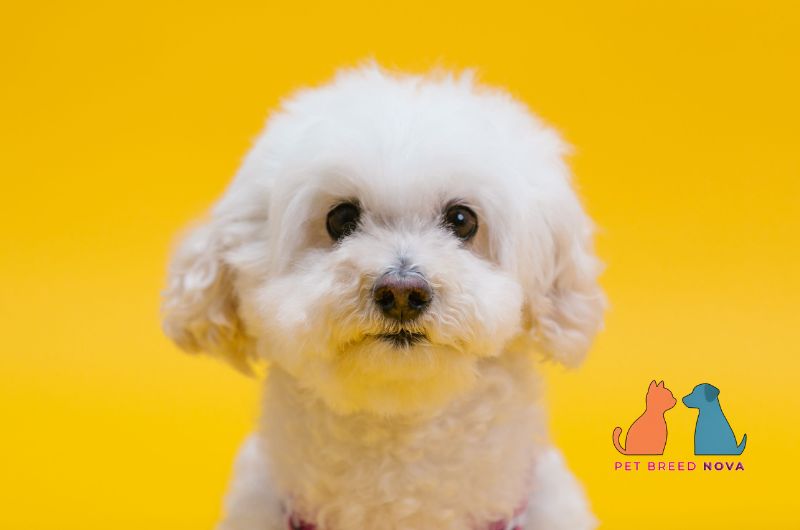 A cute white Bichon Frise dog looking curious against a bright yellow background, showcasing bichon frise temperament and personality.