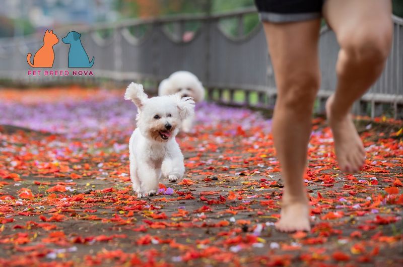 A white Bichon Frise dog running happily outdoors behind its owner, illustrating bichon frise training and exercise needs.