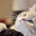 British shorthair cat