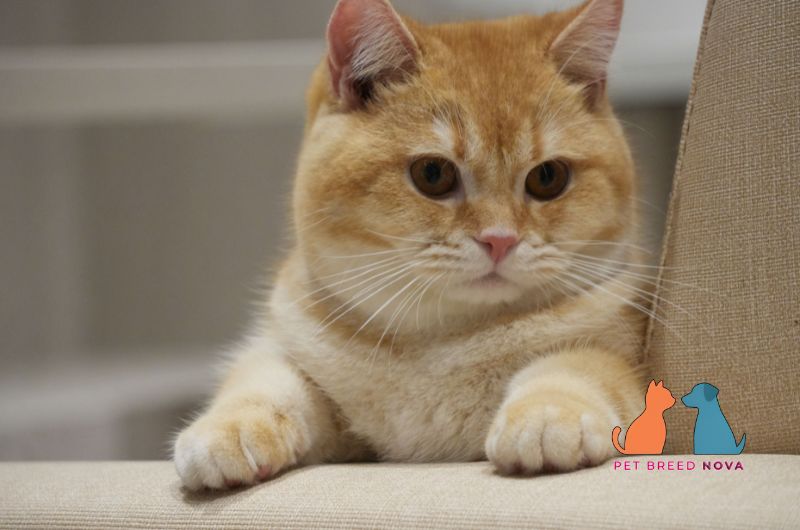 A chubby ginger British Shorthair cat resting on a sofa, highlighting British shorthair cat characteristics.