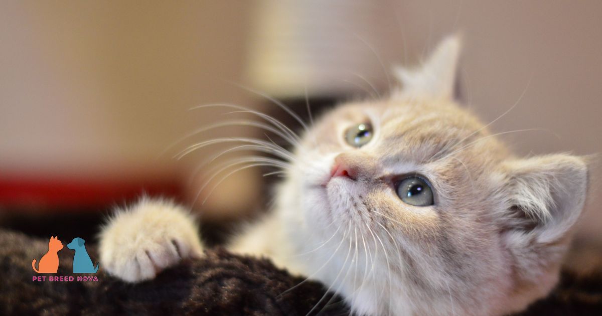 British shorthair cat