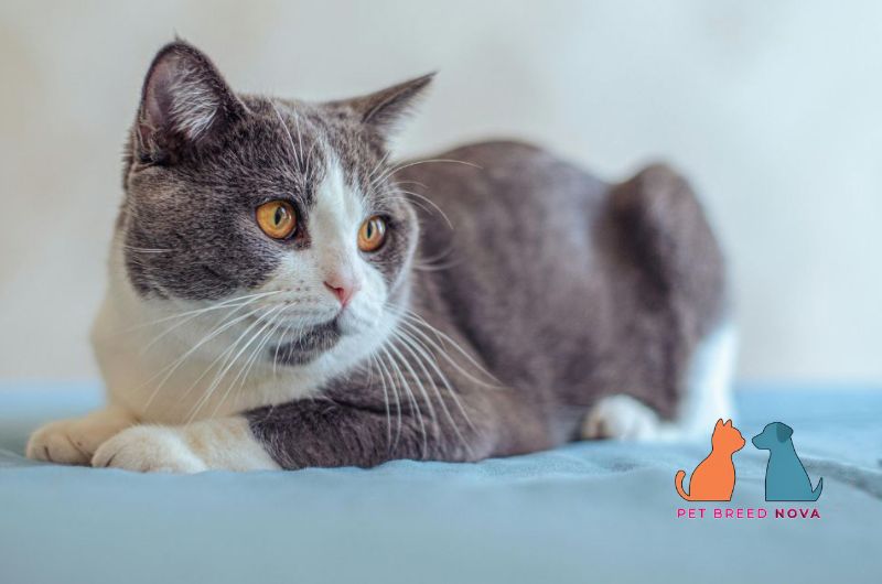 A bicolor grey and white British Shorthair cat with amber eyes, illustrating British shorthair colors and coat varieties