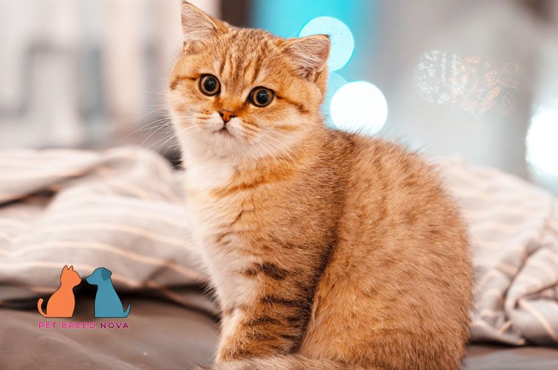 A beautiful golden tabby British Shorthair kitten sitting on a bed, featured in the British shorthair kitten price and buying guide.