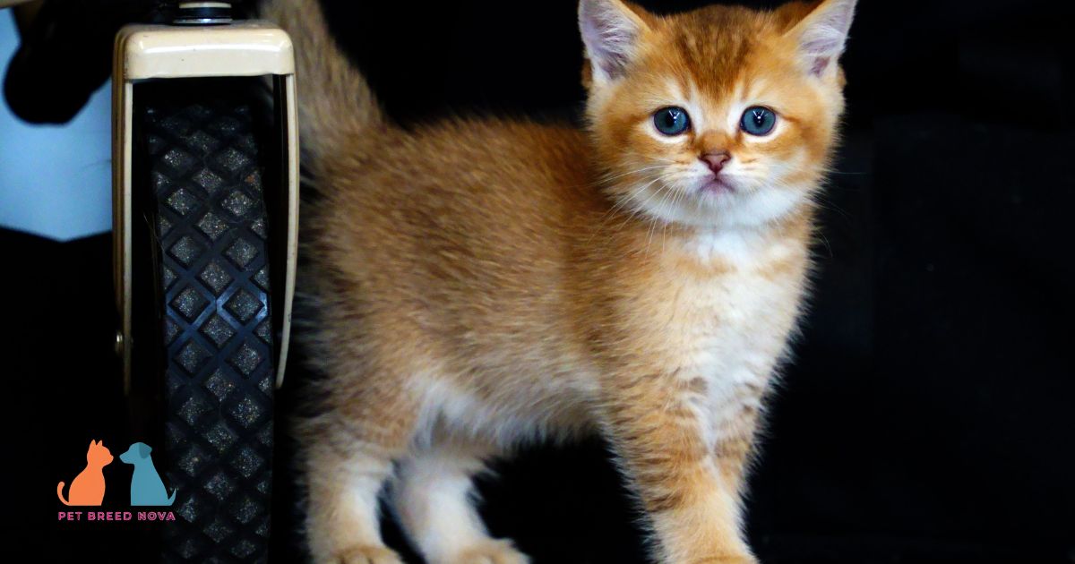 British Shorthair Kitten Price and Buying Guide