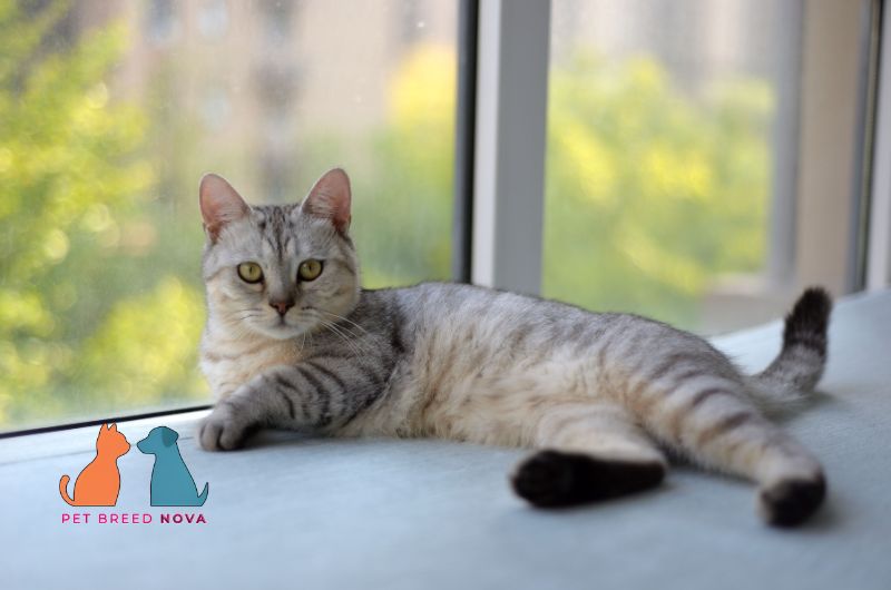 A calm silver tabby British Shorthair cat lying by a window, showing british shorthair personality and temperament.