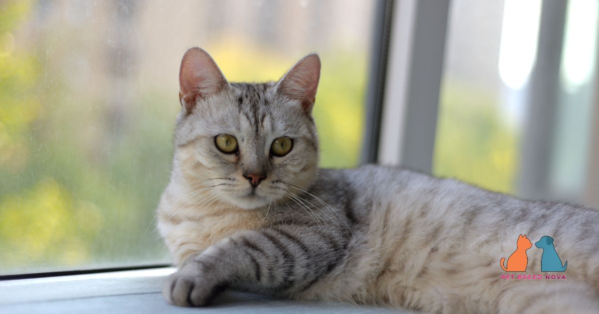 British Shorthair Personality and Temperament