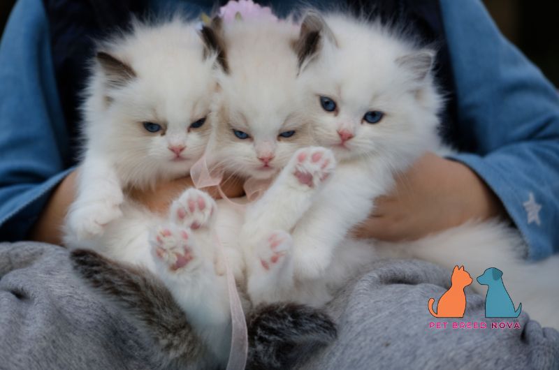 Three fluffy white Ragdoll kittens held in a lap, representing buying or adopting a ragdoll cat what you should know.