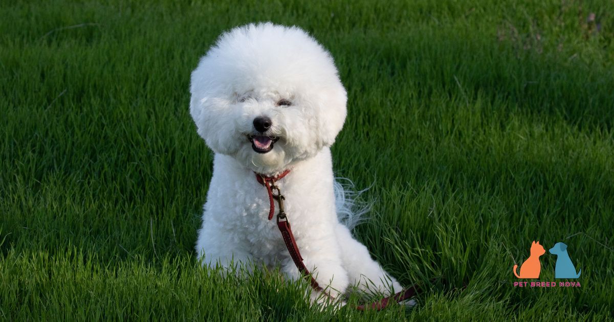 Common Bichon Frise Health Problems