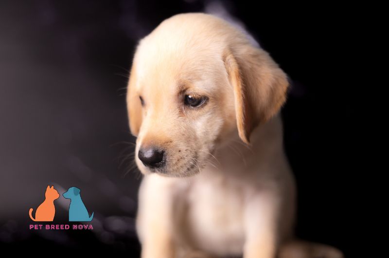 A cute yellow Labrador Retriever puppy looking down, representing discussions on common health problems and lifespan.