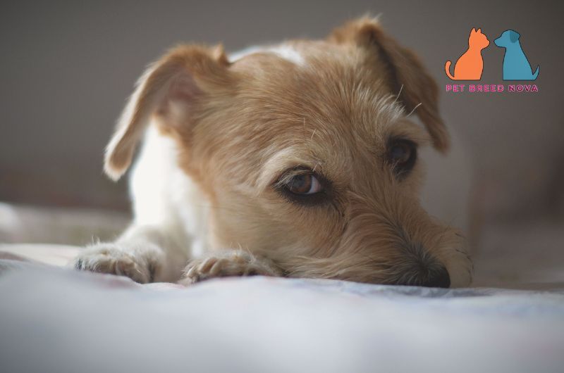 A sick or resting Jack Russell Terrier lying down with a sad expression, highlighting common health problems and lifespan.