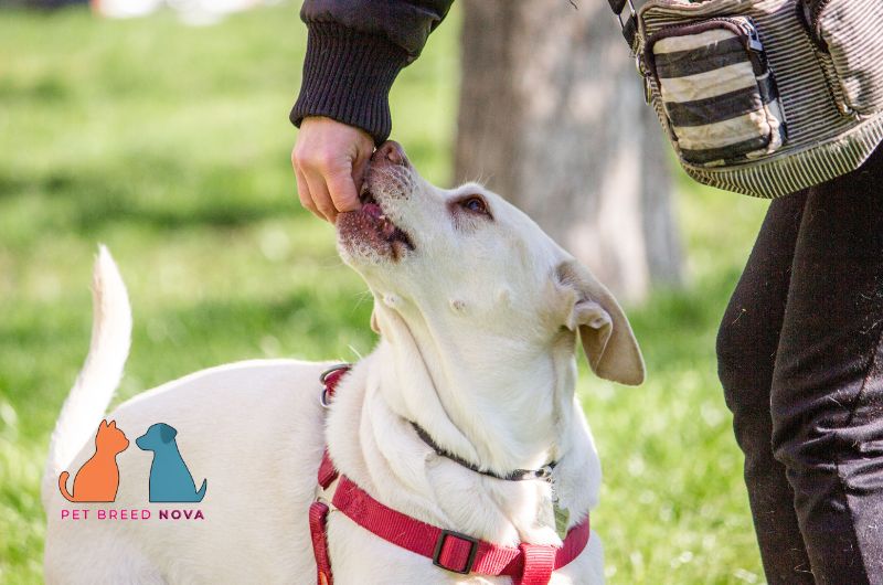 A white Labrador Retriever taking treat from a trainer's hand, illustrating common Labrador training challenges.
