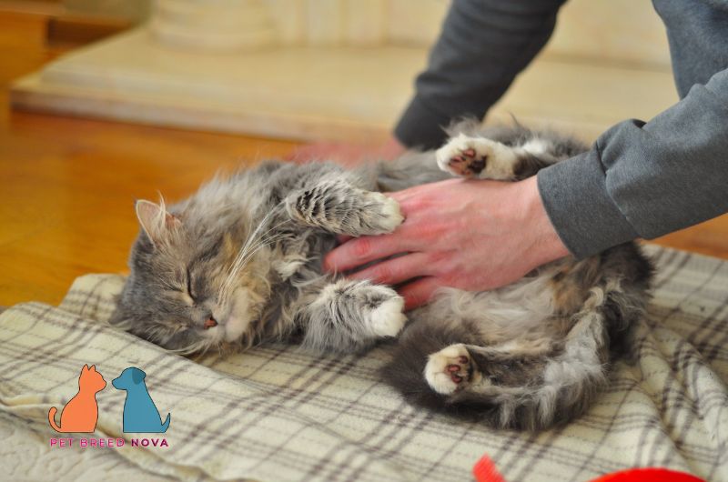 A fluffy Persian cat lying down during a health checkup, illustrating common Persian cat health problems.