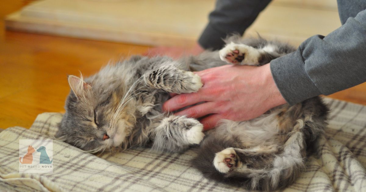 Common Persian Cat Health Problems