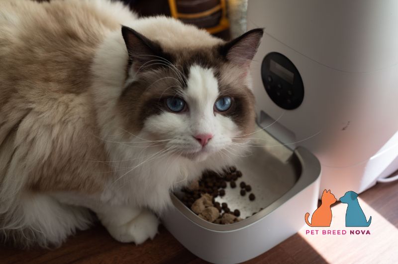 A fluffy long-haired cat eating kibble from an automatic feeder, illustrating diet and nutrition for Persian cats