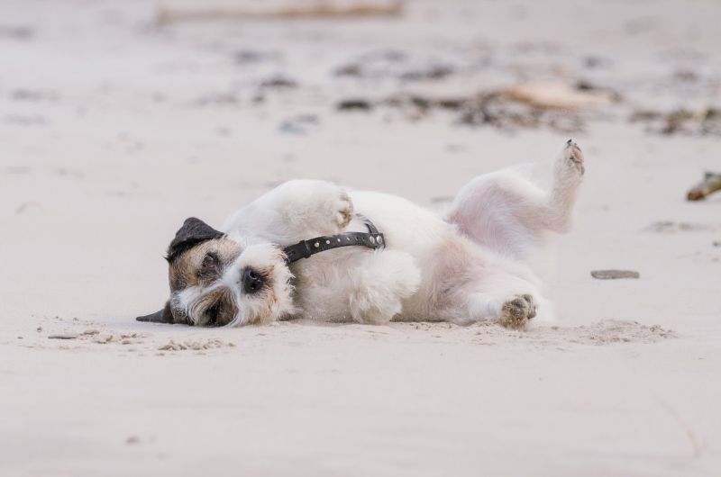 An energetic Jack Russell Terrier dog rolling on its back on a sandy beach, showcasing exercise requirements and activity level.