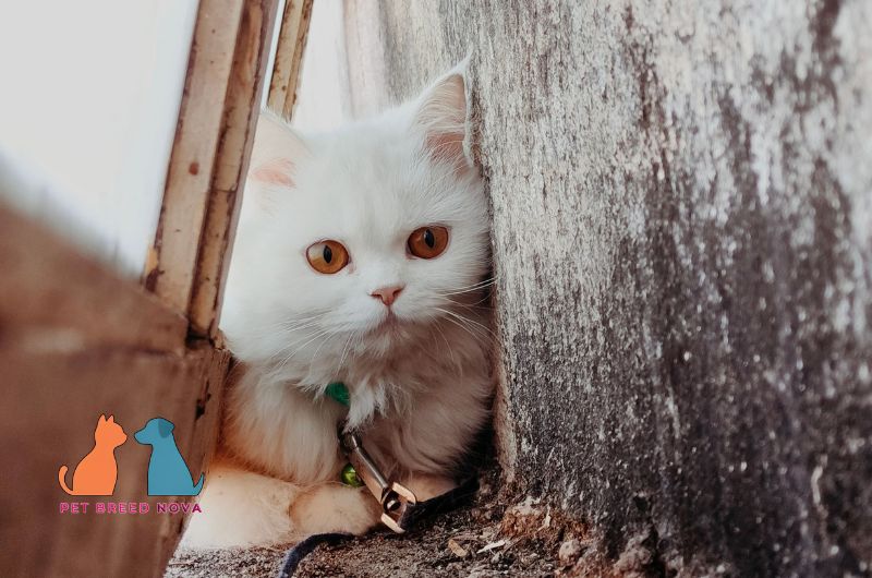 A white Persian cat wearing a leash and collar, illustrating exercise training and indoor activity