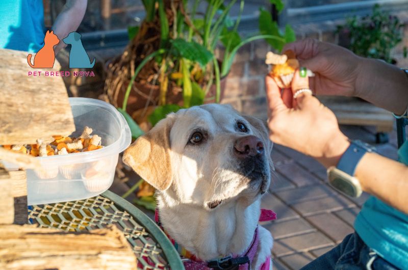 A yellow Labrador Retriever looking up at its owner holding a treat, illustrating a feeding and nutrition guide