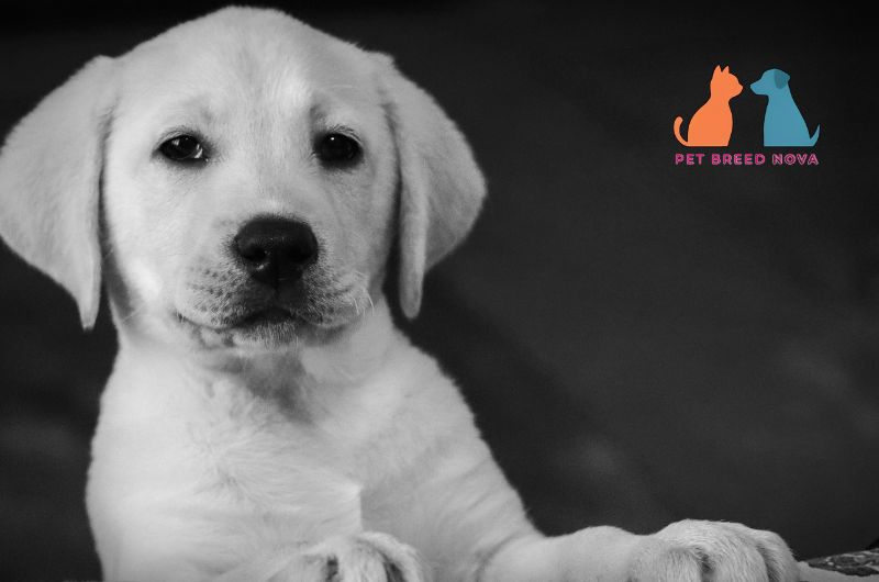 A white Labrador Retriever puppy is sitting watching front as a symbol of grooming and coat care.