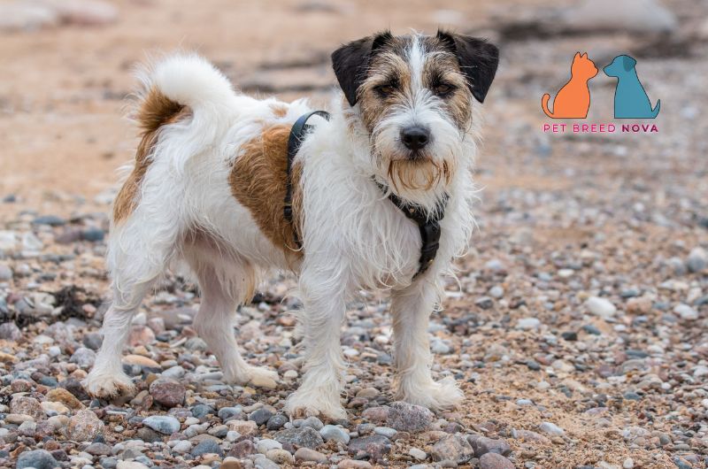 A rough-coated Jack Russell Terrier standing on a rocky shore, highlighting grooming and maintenance.