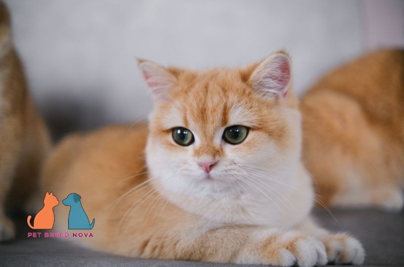 A well-groomed golden British Shorthair cat with green eyes, illustrating grooming and shedding needs