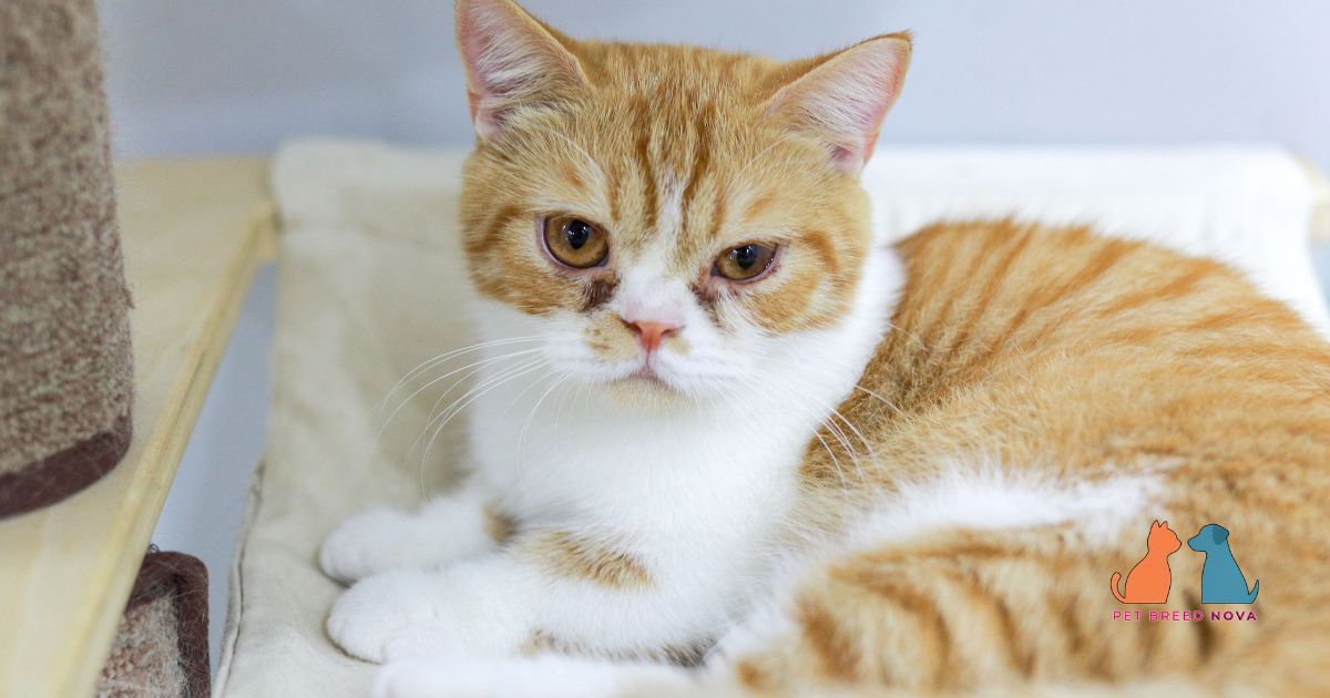 Grooming and Shedding Needs