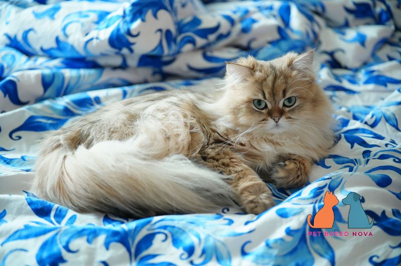 A majestic golden Persian cat resting on a blue patterned blanket, illustrating the history and origin of Persian cats