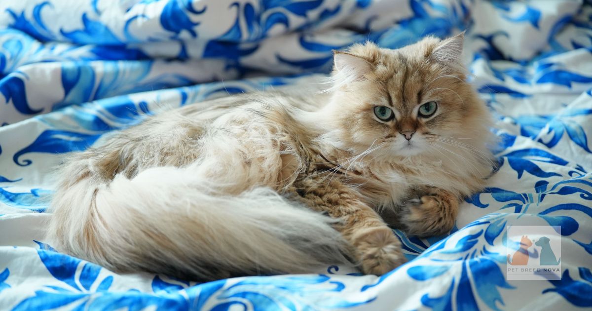 History & Origin of Persian Cats