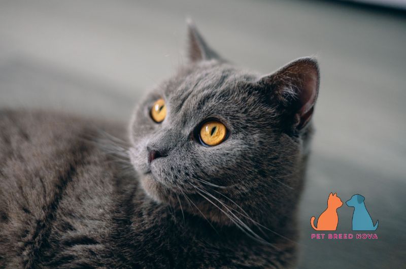 A classic blue British Shorthair cat with bright copper eyes, illustrating the history and origin of the British shorthair.