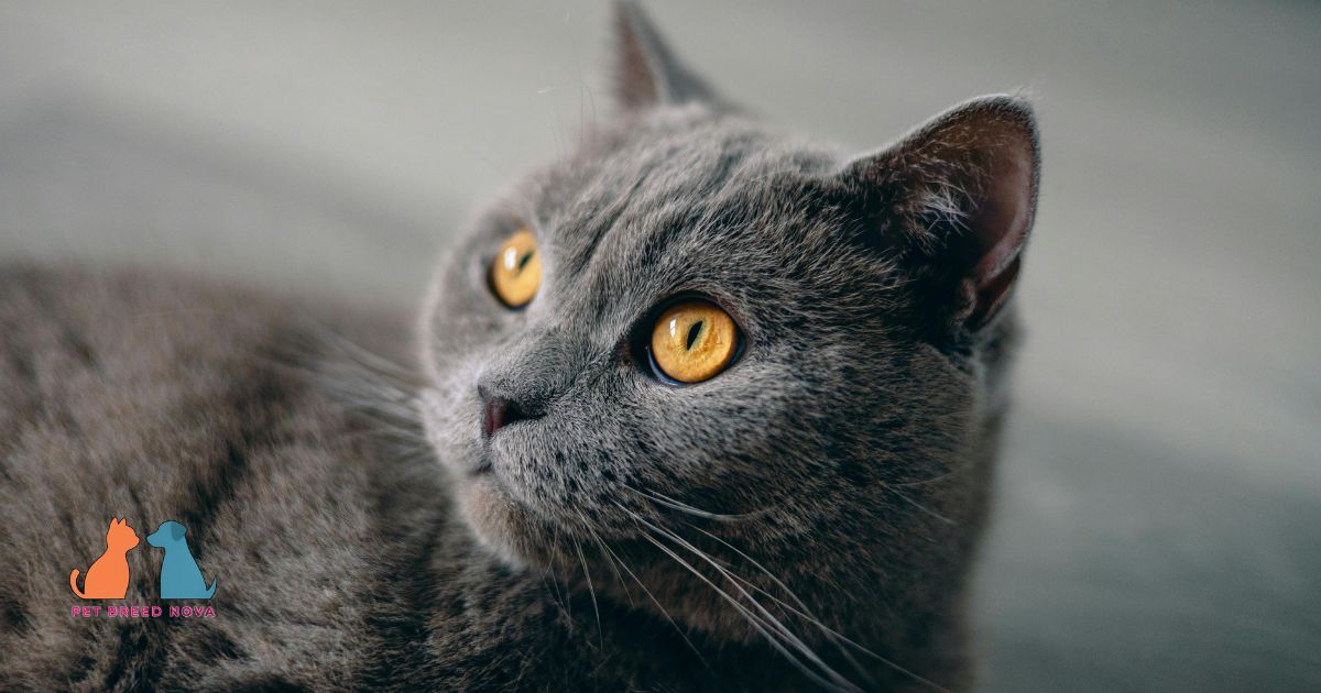 History and Origin of the British Shorthair