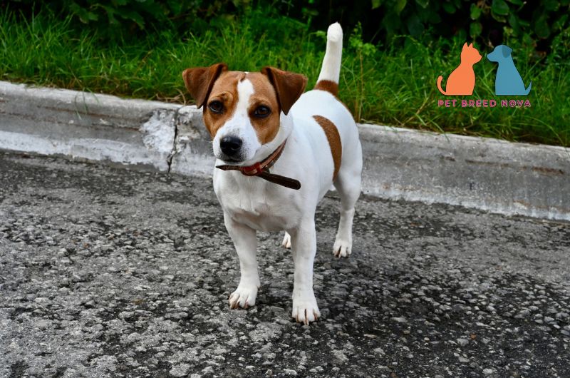 A classic white and brown Jack Russell Terrier standing on a road, representing the history and origin of the jack Russell terrier.