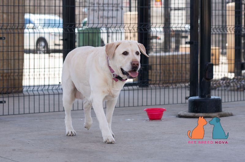 Yellow Labrador Retriever dog standing outdoors, showing the history and origin of the breed.