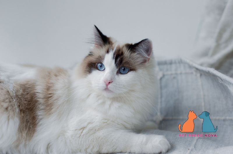 A beautiful seal bicolor Ragdoll cat with deep blue eyes, illustrating how the breed gained worldwide recognition.