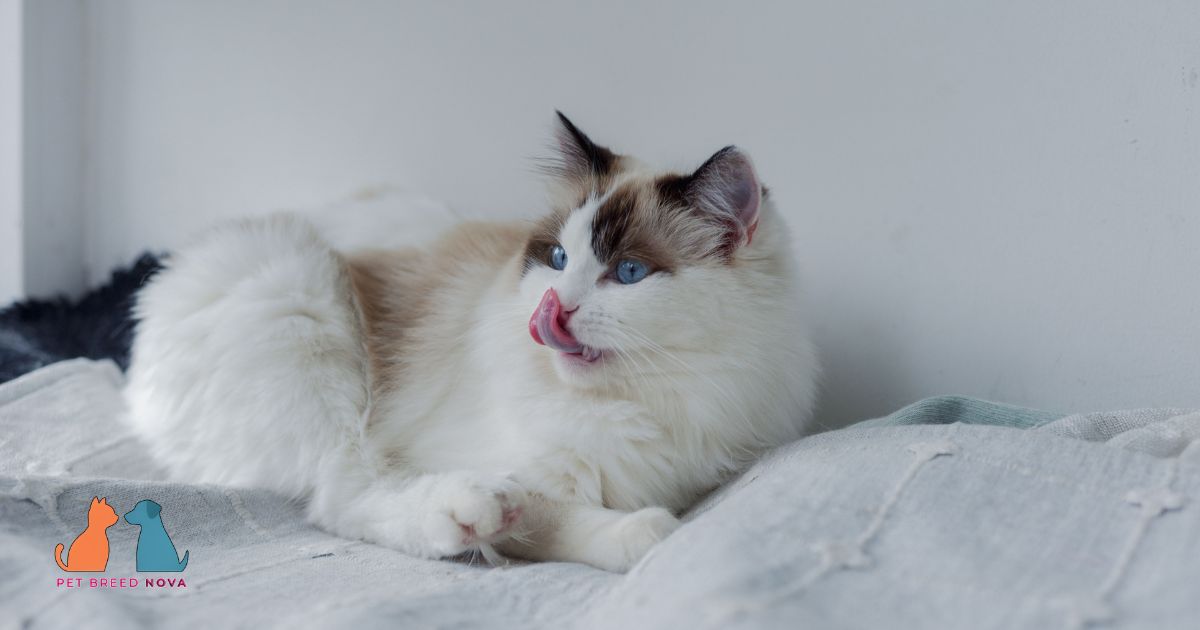 How the Breed Gained Worldwide Recognition