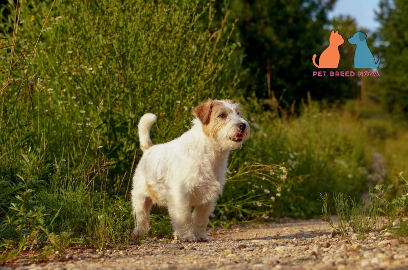 An alert Jack Russell Terrier standing attentively on a path outdoors, illustrating how to train a jack Russell terrier effectively.