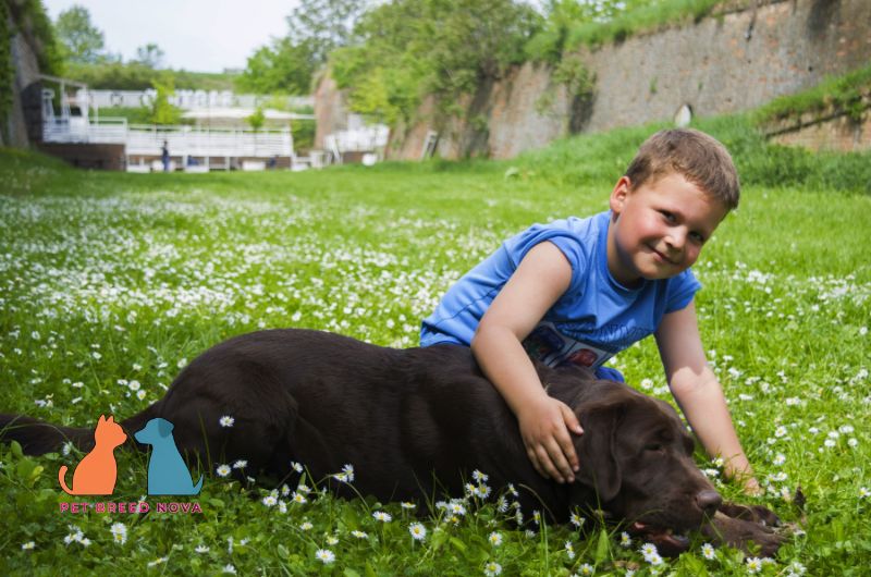 A friendly chocolate Labrador Retriever lying on green grass with a young boy, showing why they are a good family dog.