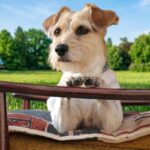 A Jack Russell Terrier dog resting on an outdoor chair, looking alert