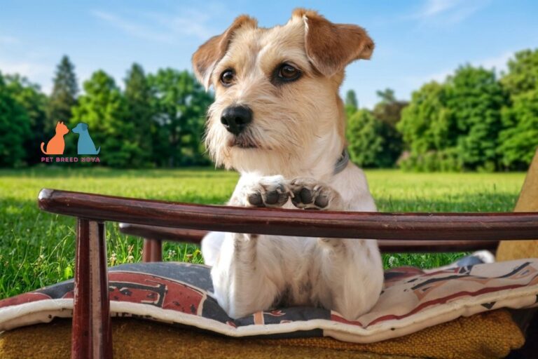 A Jack Russell Terrier dog resting on an outdoor chair, looking alert
