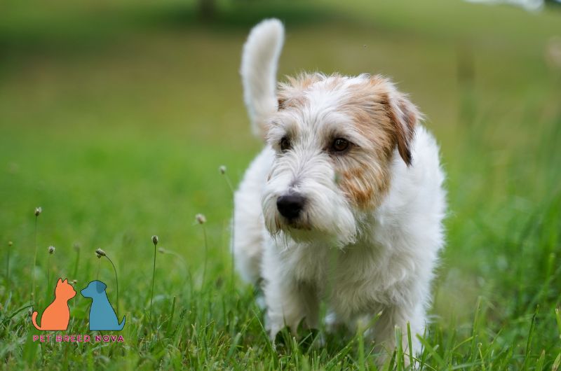 A Jack Russell Terrier dog standing on green grass, highlighting jack Russell terrier at a glance quick facts.
