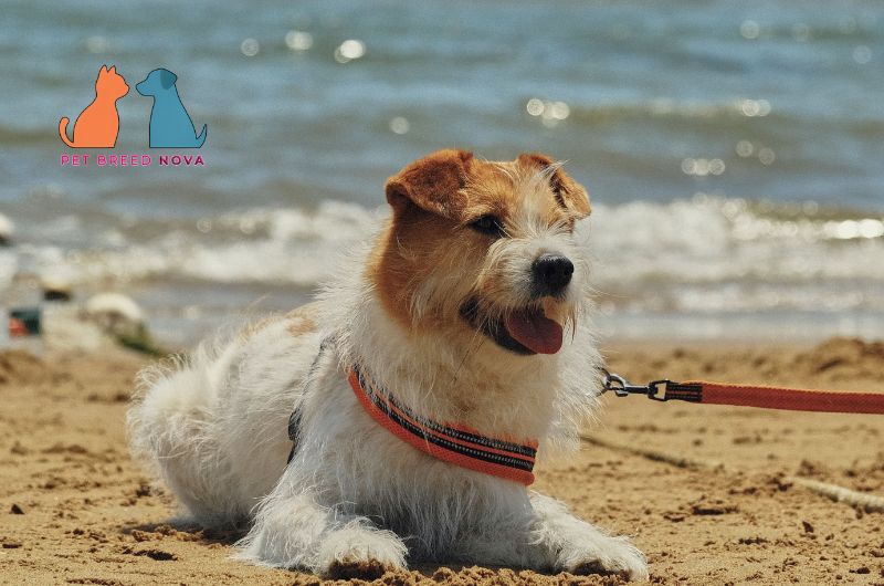 A lively Jack Russell Terrier dog sitting on a sandy beach, showcasing jack Russell terrier achievement temperament and personality.