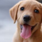 A cute golden Labrador Retriever puppy sitting outside with its tongue out.