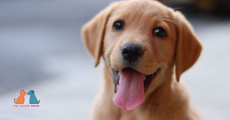 A cute golden Labrador Retriever puppy sitting outside with its tongue out.