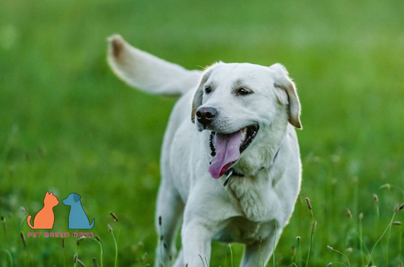 A white Labrador Retriever running on green grass with its tongue out, showing its physical characteristics.